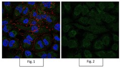 MilliporeSigma Mouse anti-Active- -Catenin, Clone: 8E7, Alexa Fluor 488,